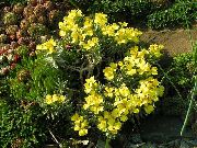 φωτογραφία κίτρινος λουλούδι Degenia