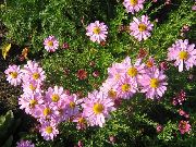 ფოტო ვარდისფერი ყვავილების Dendranthema