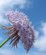 fotografija lila  Modra Čipke Cvet, Rottnest Island Daisy