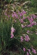 照片 紫丁香  天使的钓竿，神仙棒，棒花
