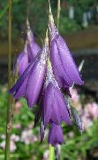kuva violetti Kukka Enkelin Onki, Keiju Sauva, Wandflower