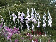 beyaz Melek Olta, Peri Değnek, Wandflower Bahçe çiçekleri fotoğraf