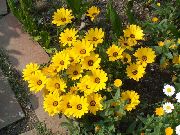 yellow Cape Marigold, African Daisy Garden Flowers photo