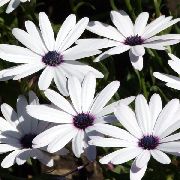 白 海角万寿菊，雏菊 园林花卉 照片