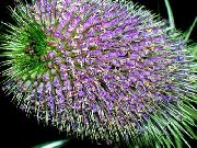 紫丁香 起毛草 园林花卉 照片