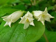 φωτογραφία λευκό λουλούδι Καμπάνες Νεράιδα