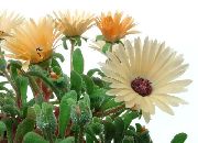 oranžinis Livingstone Daisy Sodo Gėlės nuotrauka