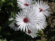 zdjęcie Doroteantus (Mesembryanthemum Margaritotsvetkovy) Kwiat