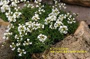 vit Draba Trädgård blommor foto