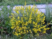 照片 黄  西班牙金雀花，西班牙扫帚