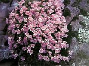 roze Douglasia, Rotsachtige Berg Dwerg-Sleutelbloem, Vitaliana  foto