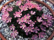 ფოტო ვარდისფერი ყვავილების Douglasia, კლდოვანი მთის ჯუჯა ფურისულა, Vitaliana