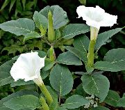 baltas Angelo Trimitas, Velnio Trimitas, Gausybės Ragas, Pūkuota Thorn Obuolių Sodo Gėlės nuotrauka