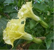 photo yellow Flower Angel's trumpet, Devil's Trumpet, Horn of Plenty, Downy Thorn Apple