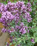 紫丁香 牛至 园林花卉 照片