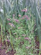 roze Gemeenschappelijke Duivenkervel, Bedelstaf, Aarde Rook, Wax Poppen Tuin Bloemen foto