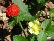 黄 印度草莓，蛇莓 园林花卉 照片
