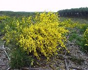 ფოტო ყვითელი ყვავილების შოტლანდიელები ცოცხი, Broomtops, საერთო ცოცხი, ევროპის ცოცხი, Irish ცოცხი
