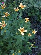 foto dzeltens Zieds Hypericum