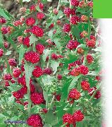 foto rot Blume Erdbeer-Sticks