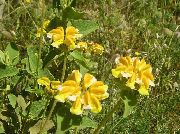 黄 Phlomis 庭の花 フォト