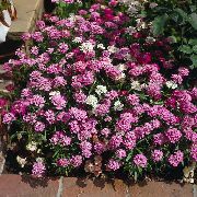 розов Иберис Градински цветя снимка