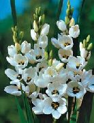 baltas Ixia Sodo Gėlės nuotrauka