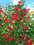 foto röd Blomma Stående Cypress, Scharlakansröda Gilia