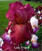 photo burgundy Flower Iris