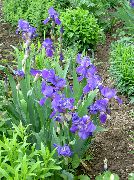 albastru Iris Gradina Flori fotografie
