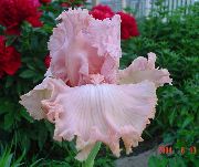 розов Ирис Градински цветя снимка