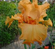pomarańczowy Brodaty Iris Kwiaty ogrodowe zdjęcie
