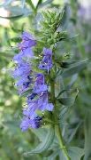 light blue Hyssop Garden Flowers photo