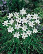 λευκό Άνοιξη Starflower λουλούδια στον κήπο φωτογραφία