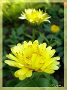 ყვითელი Pot Marigold ბაღის ყვავილები ფოტო