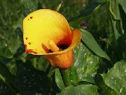orange Calla Lilje, Arum Lilje Hage Blomster bilde