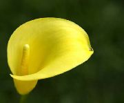 foto amarillo Flor Cala, Lirio De Arum