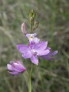 fénykép halványlila Virág Fű Rózsaszín Orchidea