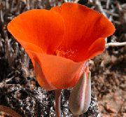 φωτογραφία κόκκινος λουλούδι Sego Κρίνος, Τουλίπας Αστέρι Tolmie, Το Τριχωτό Αυτιά Μουνί