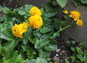 foto žuti Cvijet Močvara Nevena, Kingcup