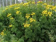 yellow Curled Tansy, Curly Tansy, Double Tansy, Fern-leaf Tansy, Fernleaf Golden Buttons, Silver Tansy Garden Flowers photo