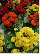 piros Boldogasszony Papucsa, Papucs Virág, Slipperwort, Tárcát Növény, Tasak Virág  fénykép