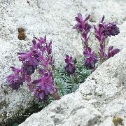 მეწამული Saxifraga ბაღის ყვავილები ფოტო