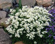 vit Saxifraga Trädgård blommor foto