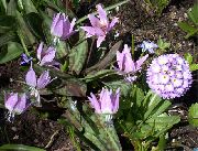 бузковий Ерітроніум (Кандик) Садові Квіти фото