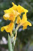 yellow Canna Lily, Indian shot plant Garden Flowers photo