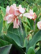 roz Canna Crin, Plante Împușcat Indian Gradina Flori fotografie