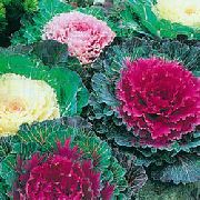 photo pink  Flowering Cabbage, Ornamental Kale, Collard, Curly kale