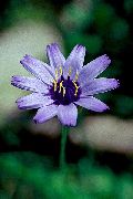 fotografija svetlo modra Cvet Ljubezen Rastlina, Kupid Dart