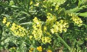 黄 カロライナ海のラベンダー 庭の花 フォト